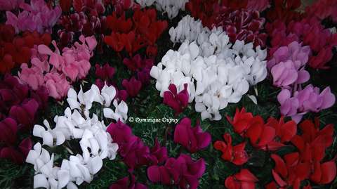 Cyclamens