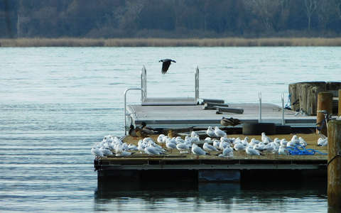 Sirály-pihenő, Balatonfűzfő