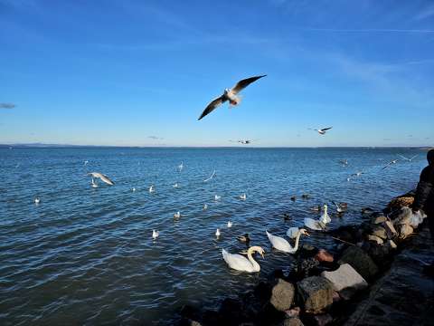 Siófok sirályok, hattyúk