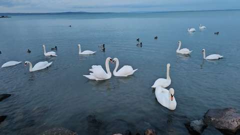 balaton címlapfotó hattyú kacsa