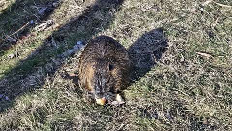 Nutria