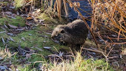 Nutria