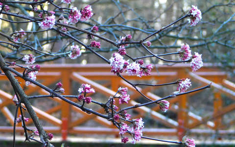 A Zirci arborétumban.