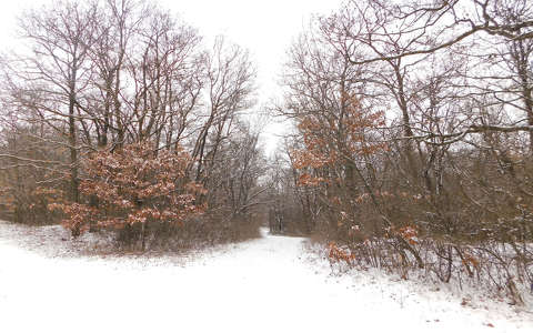 Erdőrészlet