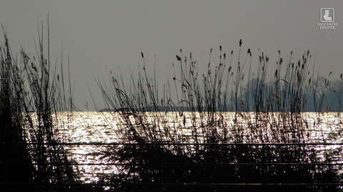 csillogás, víz, nádas, balaton