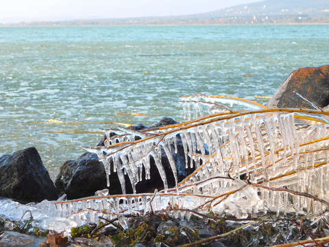 Csipke a Balatonon