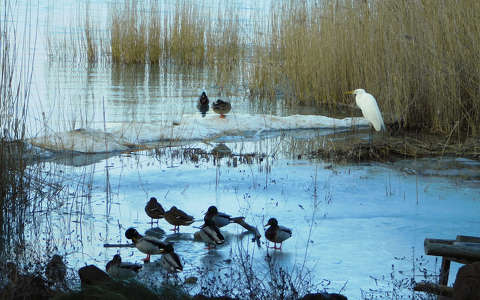 Fagyos reggelen, Balaton