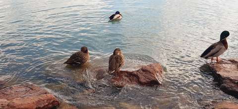 Balatonfüred