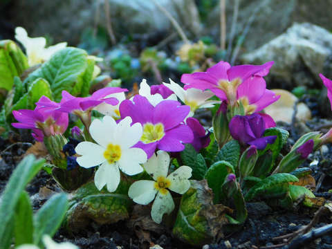 Kerti kankalin v. primula