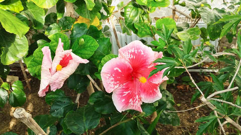 Hibiszkusz