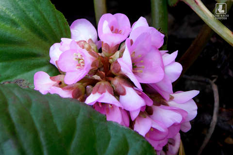 földi orgona