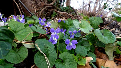ibolya