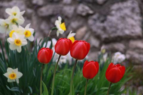 címlapfotó nárcisz tavasz tavaszi virág