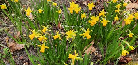 Narcisses