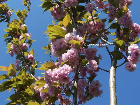 Prunus Serrulata Kanzan