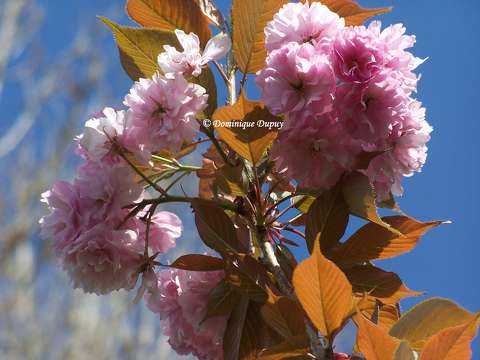 Prunus Serrulata Kanzan