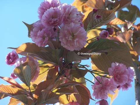 Prunus Serrulata Kanzan
