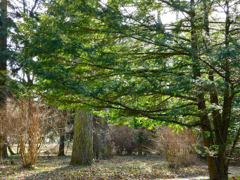 Ciszterci Apátság Arborétumban - Zirc