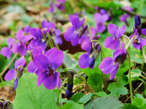Ibolya