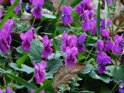 Ibolya-csokor