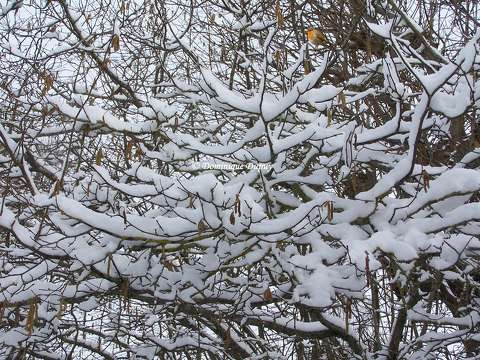 Noisetier du jardin