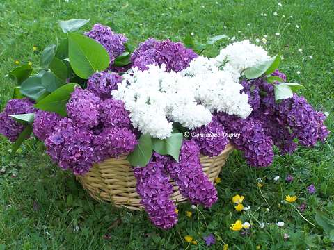 Lilas du jardin