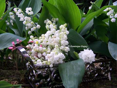 Muguet