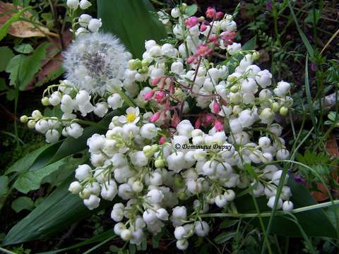 Muguet