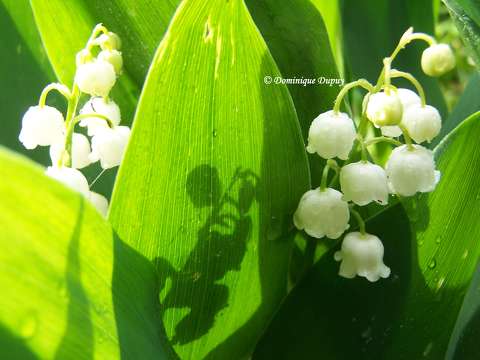 Muguet