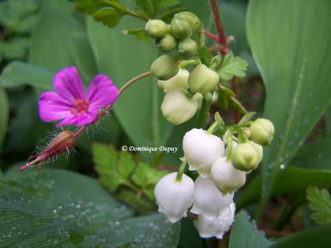 Muguet