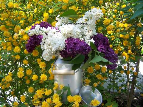 Lilas blanc et violet