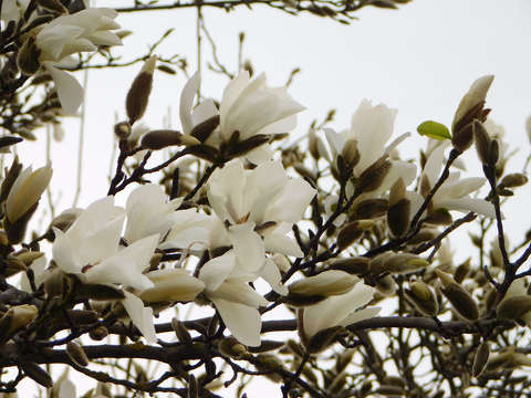 liliomfa vagy magnólia