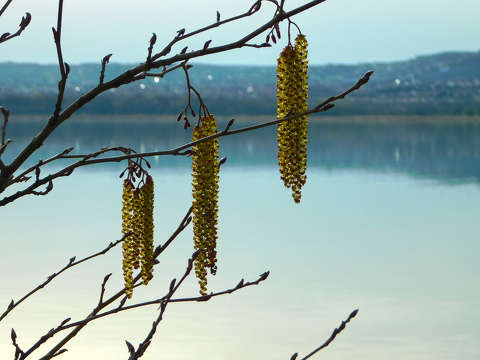 Mocsári kőris és a Balaton - Fűzfőn