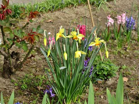 jácint nárcisz tavaszi virág
