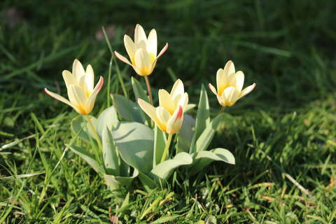 Tulipánok