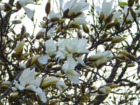 liliomfa vagy magnólia