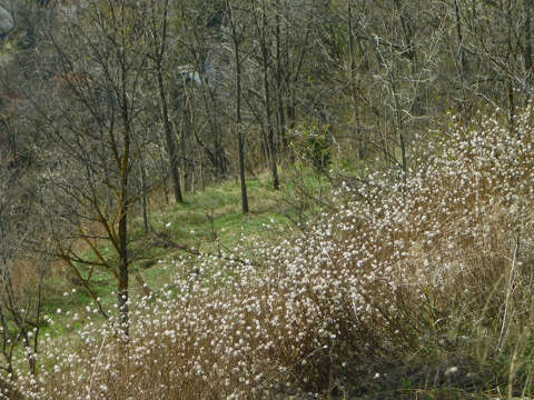 Balatonkenese, Soós-hegy