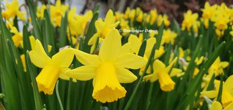 Jonquilles