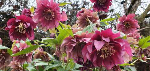 Les Héllébores du jardin