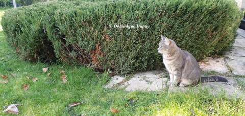La Chatte dans le jardin