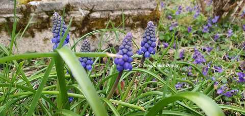 Muscaris et violettes