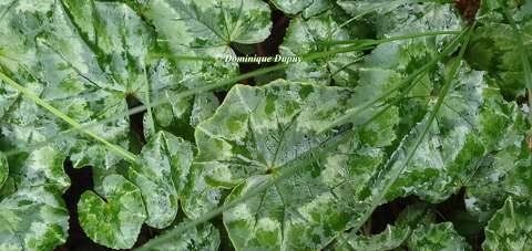 Feuilles de cyclamens