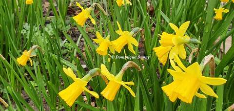 Jonquilles