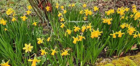 Jonquilles