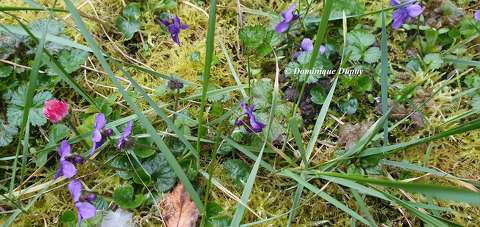 Violettes du jardin