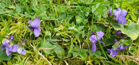 Violettes du jardin