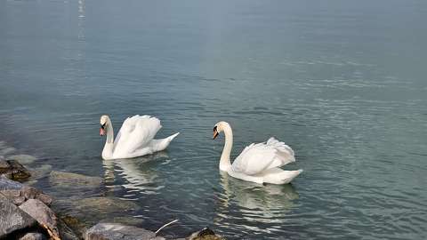 balaton hattyú tó vizimadár