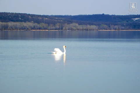 balaton, víz, hattyú