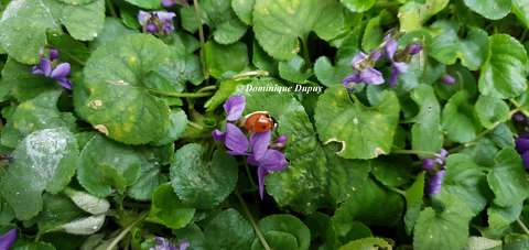 Coccinelle