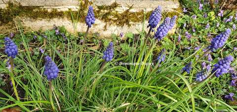 Muscaris et violettes
